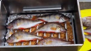 Коптим крупного окуня своими руками
