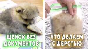 Щенкам шпица 54 дня. Продайте без документов. Собираем шерсть. Как остановить кровь из когтя. Аорта