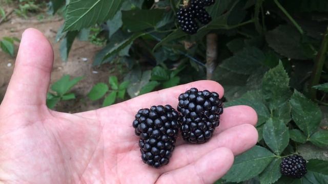Крупная ремонтантная ежевика БЛЕК МЕДЖИК, практически без шипов смотреть онлайн