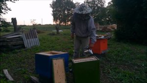 пчеловодство с нуля или как поймать свой первый рой часть 2