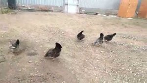 Куры Котляревские выгул