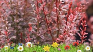 Барбарис тунберга Рози Рокет ? Обзор: посадка и уход. саженцы барбариса: описание и особенности