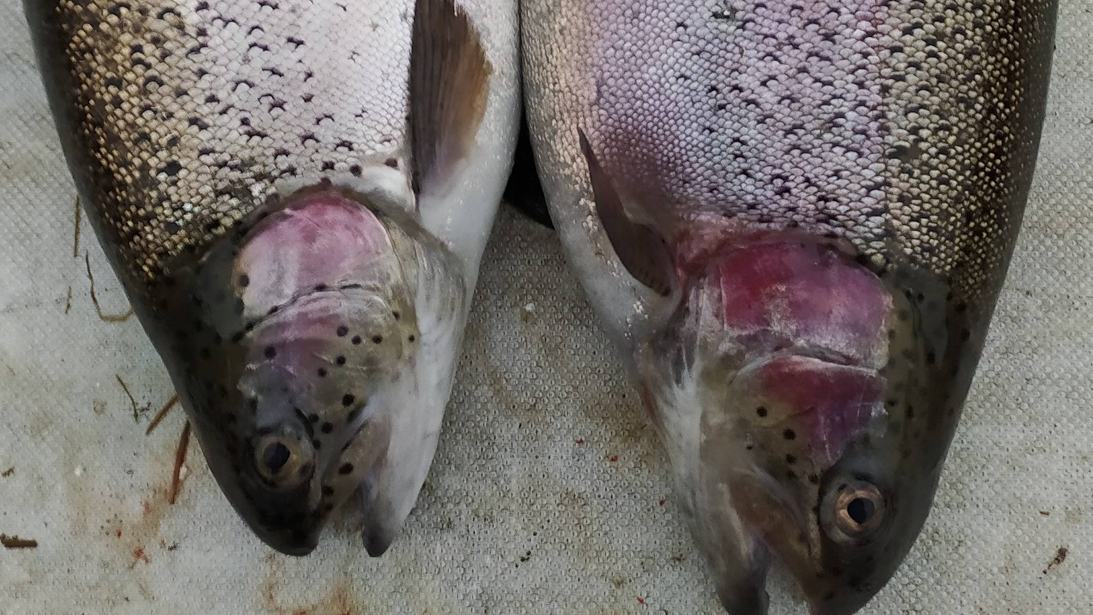 Мисайлово TROUT.  Сентябрьская форель.mp4