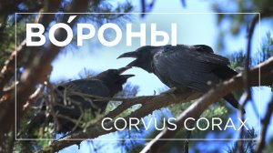 Из жизни воронов | 4K