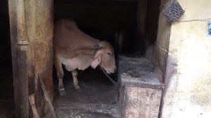 Варанаси Жизнь в Городе Мертвых! Сжигание Трупов и Отравленный Воздух .Варанаси Индия.