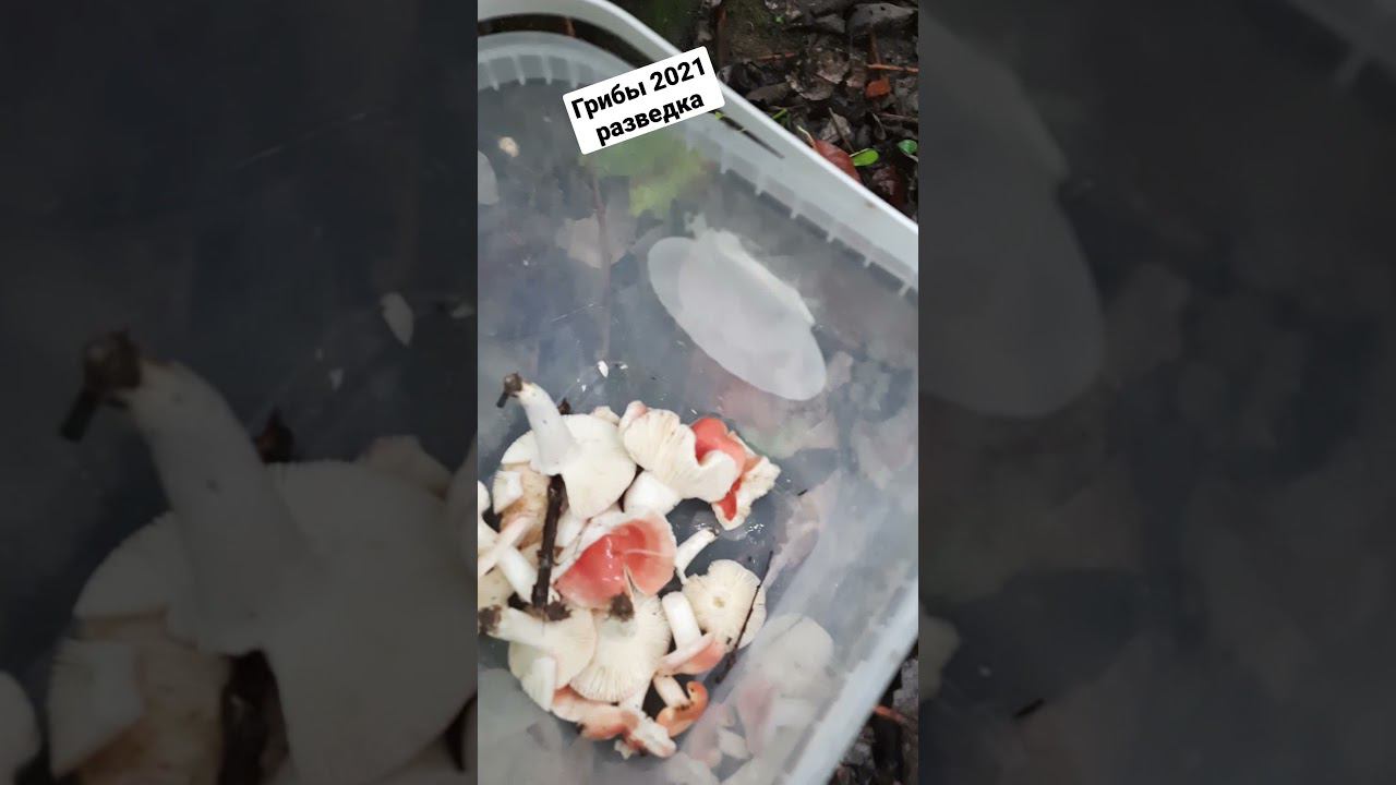 Грибы 2021 приехал на разведку смотреть онлайн