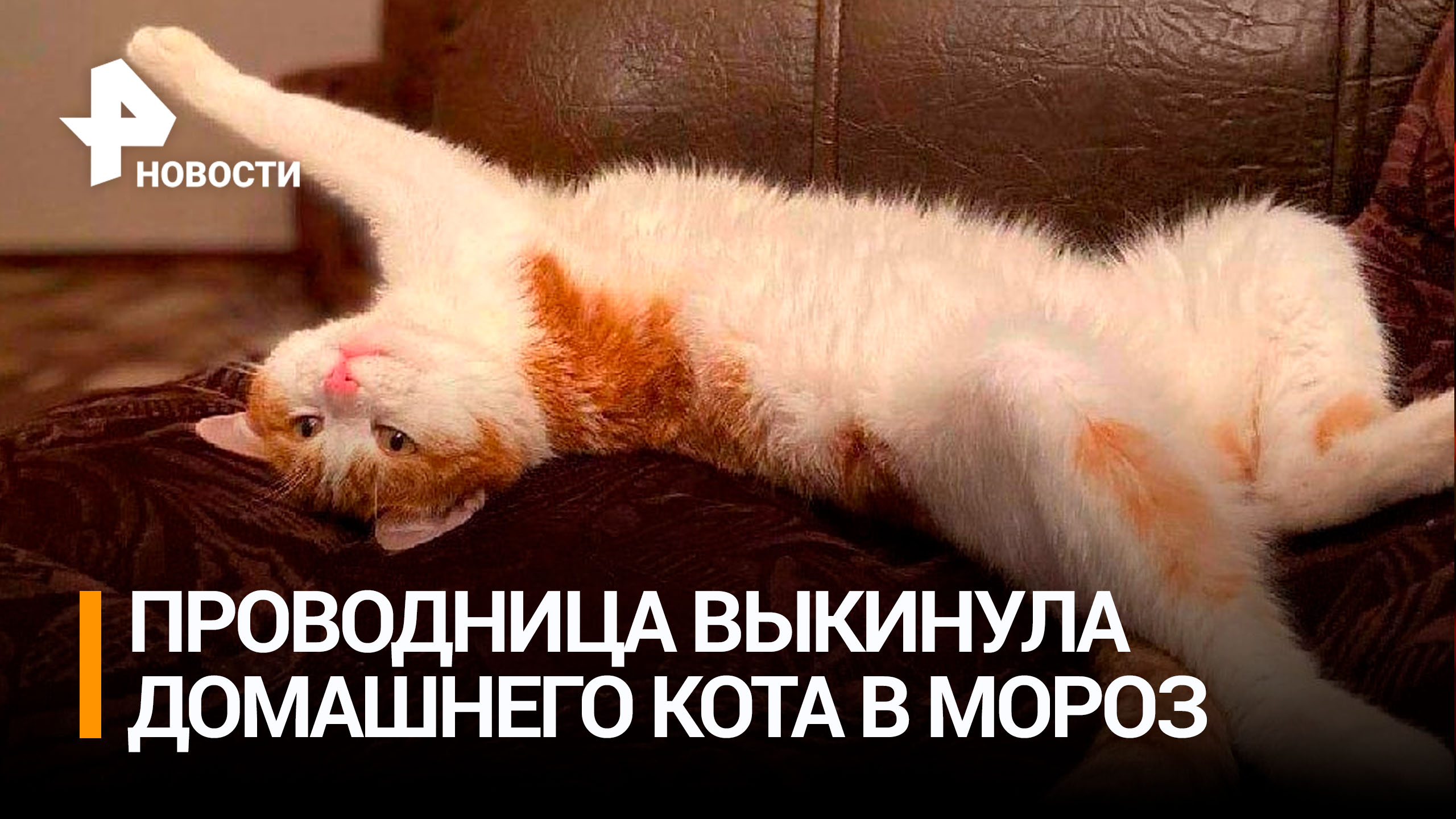 Безжалостный поступок совершила проводница поезда, которая выбросила кота на улицу / РЕН Новости