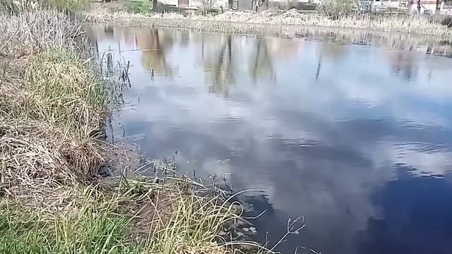 СОБАКА ВОЗЛЕ ОЗЕРА смотреть онлайн