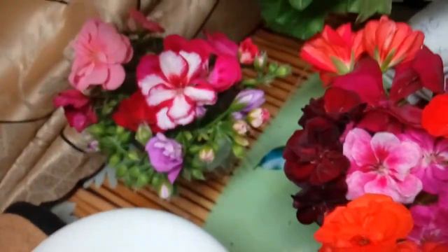 Пеларгония плющелистная PAC White Pearl (пак Вайт Перл). смотреть онлайн