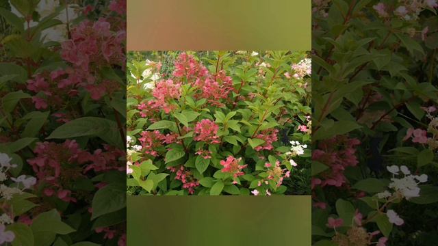 Метельчатая гортензия 