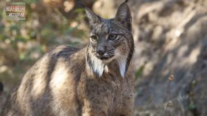 Пять самых редких диких кошек.