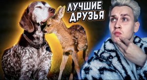 Удивительная и трогательная дружба животных