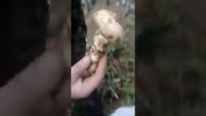 Сахалинские древние грибы Мацутаки.