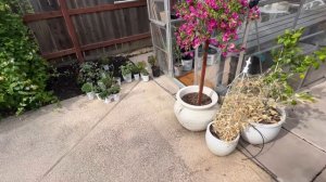 May Backyard Garden Tour! 🌸 :: The Annuals Are In and Are the STAR of the Show! :: Zone 9b Gardenin