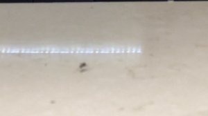 Раптор и комар