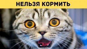 Кошки и коты. Чем нельзя кормить кошек и котов?