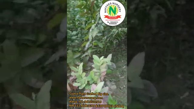 #guava_plant #guava_big_size_plant #plantation #agriculture_farming #organicfarming guava plantatio