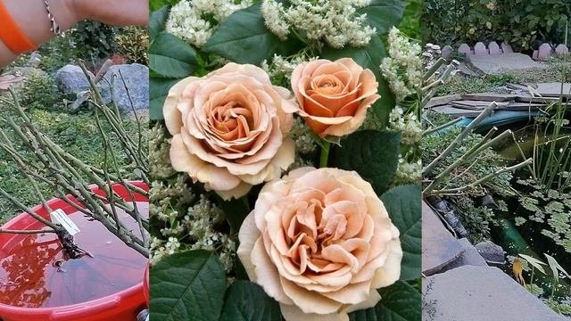 Посылка из роз вдохновения, распаковка  роз??????