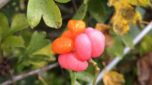 Spindle (Euonymus europaea) - seeds - October 2017 смотреть онлайн