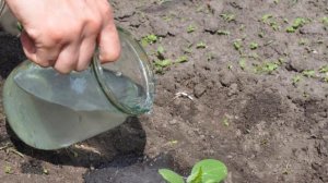 Когда огурцы плохо растут, чем подкормить – вопрос не праздный!