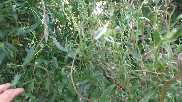 Тёщин огород, что растёт на нём. смотреть онлайн