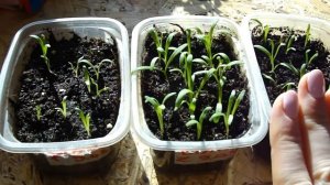 СТАТИЦЕ. ЛИМОНИУМ. ПОСЕВ СЕМЯН. ОБЗОР ВСХОДОВ. СЕЗОН 2019