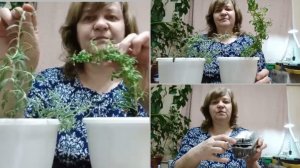 розмарин у меня дома/пересаживаю розмарин