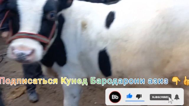 Шанбе бозор Букачахои Порода Барои Нигобори Бинед Букачахои Тоза Бисёр даромад Оригинал????