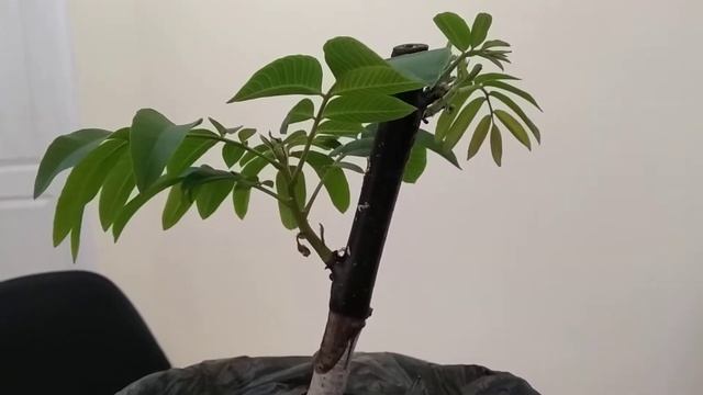 Настольная прививка грецкого ореха смотреть онлайн