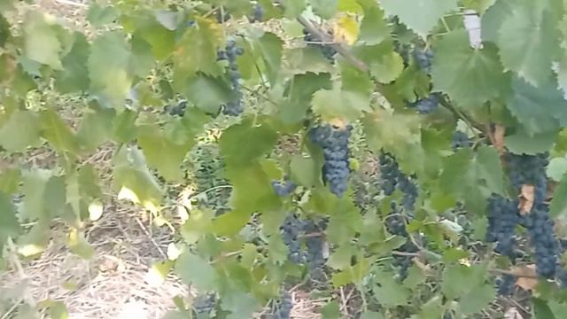 Виноград маркетт 4 вересня 2022 р. смотреть онлайн