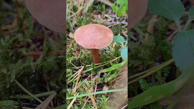 Моховик перечный .Chalciporus piperatus .