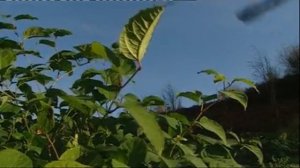 Japanese Knotweed & Difficult Weeds | Video | Roundup Weedkiller