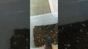 садовые улитки как содержать