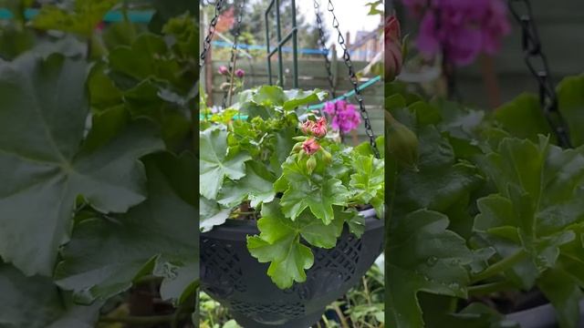 Які бутони у Пеларгонії Pelargonium Red Sybil . смотреть онлайн