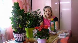 Каланхоэ из магазина. Больное каланхоэ. Отвечаю на вопросы