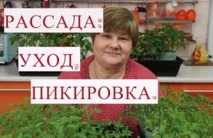 Это важно знать о рассаде томатов и рассаде перца. Уход за рассадой, пикировка.