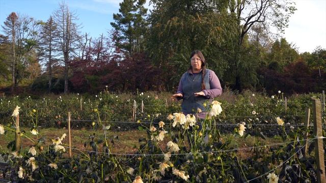 No Dig Dahlias смотреть онлайн