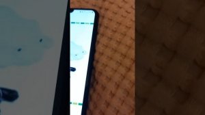 сквиши собачки до и после смотрю сквиши собачек в интернет магазинах