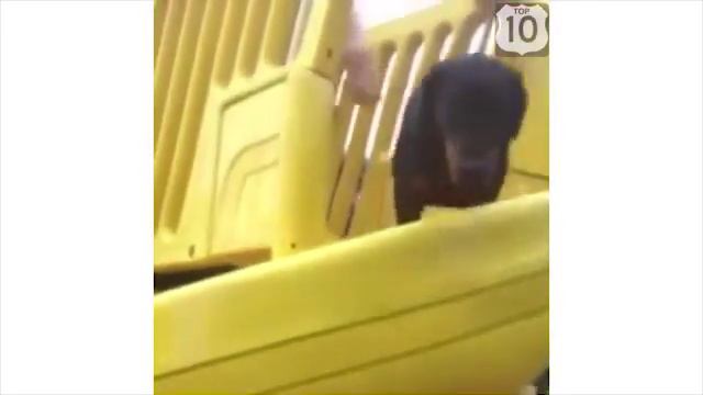 Домашние животные - не до шуток! смотреть онлайн