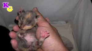 Котята. Первая неделя.