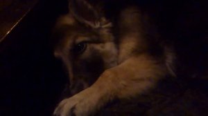 РЕЗУЛЬТАТ ПОДКЛЕИВАНИЯ УШЕЙ щенка немецкой овчарки Бейлис.