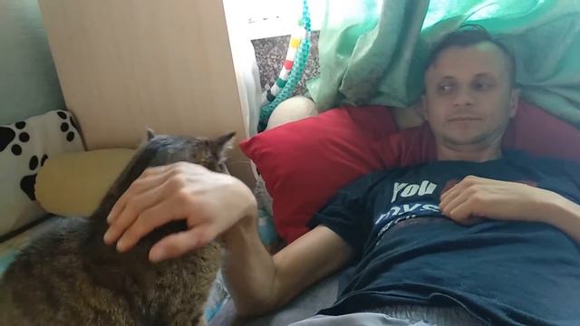Кошачья жизнь | Кошки смешно лежат. Милые котики.