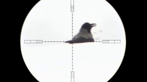 CROW HUNTING 240 FPS КРОУХАНТИНГ