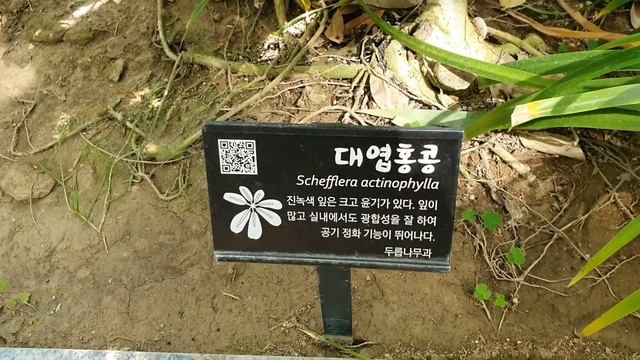 Ботанический сад (Цветник) Тропики и Субтропики. 1часть. смотреть онлайн