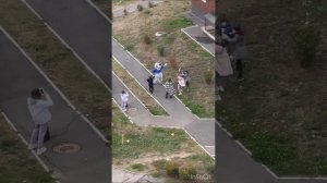 Адаптация пеларгоний ЮВ Звезда Водолея и ЛиА Кизомба ? #пеларгония #цветоводство #flowers