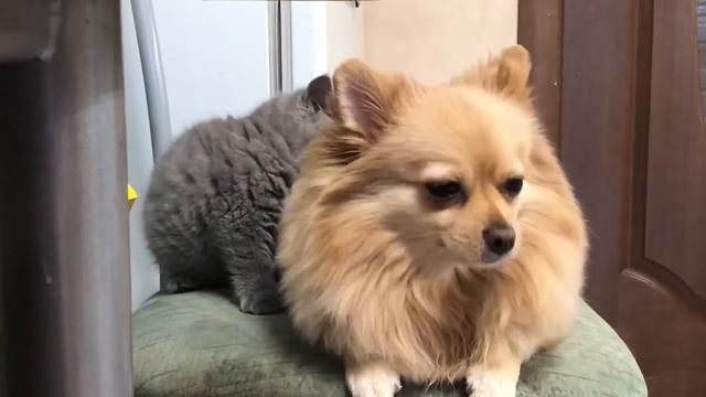 Дружба собаки с котятами. смотреть онлайн