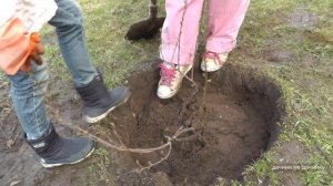 Хозяйство Воронова | Сад | Пересаживаем куст калины