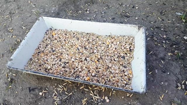 пропойка чесноком голубей смотреть онлайн