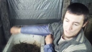 Вешенка без Мицелия Выращивания Грибов без Зернового Мицелия Эксперимент Ответы ч.9