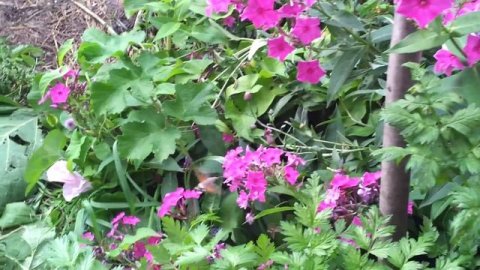 откуда в Калужской области колибри?